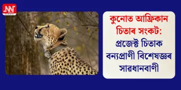 কুনোত আফ্ৰিকান চিতাৰ সংকট: প্ৰজেক্ট চিতাক বন্যপ্ৰাণী বিশেষজ্ঞৰ সাৱধানবাণী
