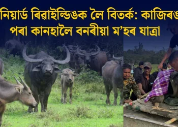 এঞ্জিনিয়াৰ্ড ৰিৱাইল্ডিঙক লৈ বিতৰ্ক: কাজিৰঙাৰ পৰা কানহালৈ বনৰীয়া ম’হৰ যাত্ৰা