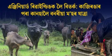 এঞ্জিনিয়াৰ্ড ৰিৱাইল্ডিঙক লৈ বিতৰ্ক: কাজিৰঙাৰ পৰা কানহালৈ বনৰীয়া ম’হৰ যাত্ৰা