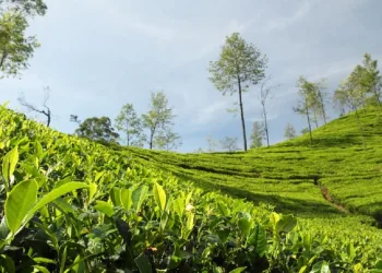 নিলামৰ বাধ্যবাধকতা আঁতৰোৱাৰ দাবী: চাহ বিক্ৰীৰ সম্পূৰ্ণ অধিকাৰ বিচাৰি কেন্দ্ৰৰ কাষ চাপিল অসমৰ চাহ উৎপাদকসকল