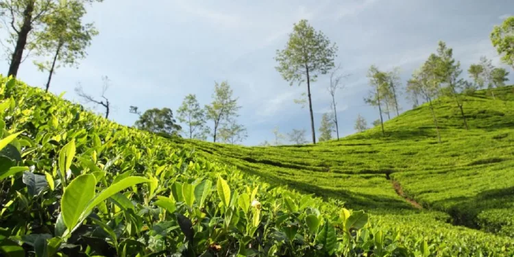 tea plantation