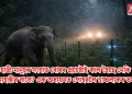 হাতী-মানুহৰ সংঘাত ৰোধৰ প্ৰচেষ্টাই কাল হৈছে নেকি বন্যহস্তীৰ বাবে? এক অধ্যয়নত পোহৰলৈ চাঞ্চল্যকৰ তথ্য