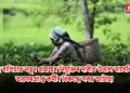 চাহ বাগিচাত নতুন প্ৰজন্মৰ নিযুক্তিৰ দাবীত উত্তাল মাৰ্ঘেৰিটা: অৱসৰপ্ৰাপ্ত কৰ্মীৰ বিৰুদ্ধে সৰৱ আটাছা