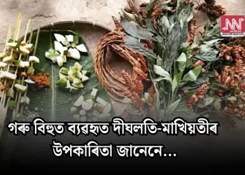 গৰু বিহুত ব্যৱহৃত দীঘলতি-মাখিয়তীৰ উপকাৰিতা জানেনে…