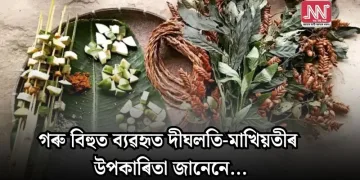 গৰু বিহুত ব্যৱহৃত দীঘলতি-মাখিয়তীৰ উপকাৰিতা জানেনে…