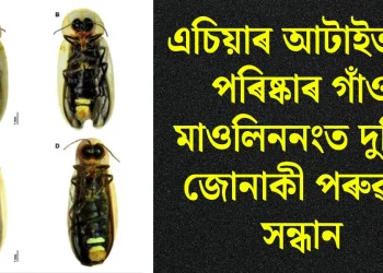 এচিয়াৰ আটাইতকৈ পৰিষ্কাৰ গাঁও মাওলিননংত দুবিধ জোনাকী পৰুৱাৰ সন্ধান