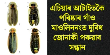 এচিয়াৰ আটাইতকৈ পৰিষ্কাৰ গাঁও মাওলিননংত দুবিধ জোনাকী পৰুৱাৰ সন্ধান