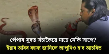 পেঁপাৰ সুৰত সঁচাকৈয়ে নাচে নেকি সাপে? ইয়াৰ আঁৰৰ ৰহস্য জানিলে আপুনিও হ’ব আচৰিত