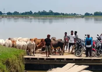 অসম আৰক্ষীৰ নাকৰ তলতে অবাধে চলিছে গৰু সৰবৰাহৰ নেটৱৰ্ক! সৰৱ পশু অধিকাৰ কৰ্মী
