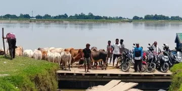 অসম আৰক্ষীৰ নাকৰ তলতে অবাধে চলিছে গৰু সৰবৰাহৰ নেটৱৰ্ক! সৰৱ পশু অধিকাৰ কৰ্মী