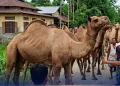 ঈদৰ কুৰবানিৰ বাবে অসমলৈ আহিল ৰাজস্থানৰ উট : চাবলৈ মানুহৰ ভিৰ আৰু শেষত আৰক্ষীৰ হস্তক্ষেপ