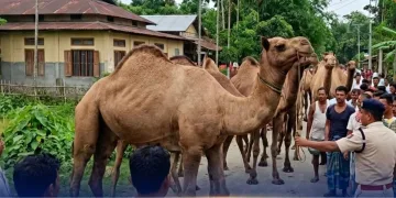 ঈদৰ কুৰবানিৰ বাবে অসমলৈ আহিল ৰাজস্থানৰ উট : চাবলৈ মানুহৰ ভিৰ আৰু শেষত আৰক্ষীৰ হস্তক্ষেপ