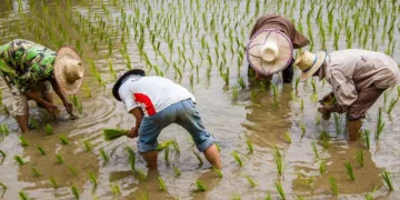 অন্নদাতাৰ মূৰত মাধমাৰ বিজেপি চৰকাৰৰ :  প্ৰতি কুইন্টল ধানত ৮০২ টকাকৈ ঘাটি খাব লাগিব কৃষকে