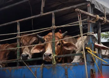 জাগীৰোডত গৰুভৰ্তি বাহন জব্দ, উদ্ধাৰ ৩৮ টাকৈ গৰু