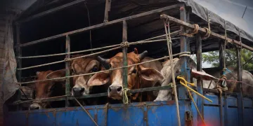 জাগীৰোডত গৰুভৰ্তি বাহন জব্দ, উদ্ধাৰ ৩৮ টাকৈ গৰু