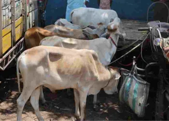 পশ্চিমবংগৰ গৰুৰ বজাৰত হাহাকাৰ : মুছলমানে গৰু কিনিবলৈ অস্বীকাৰ কৰাত পানীত হাঁহ নচৰা অৱস্থা হিন্দু গো-পালকৰ