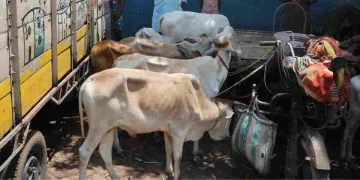 পশ্চিমবংগৰ গৰুৰ বজাৰত হাহাকাৰ : মুছলমানে গৰু কিনিবলৈ অস্বীকাৰ কৰাত পানীত হাঁহ নচৰা অৱস্থা হিন্দু গো-পালকৰ