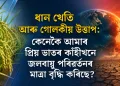 ধান খেতি আৰু গোলকীয় উত্তাপ: কেনেকৈ আমাৰ প্ৰিয় ভাতৰ কাঁহীখনে জলবায়ু পৰিৱৰ্তনৰ মাত্ৰা বৃদ্ধি কৰিছে?