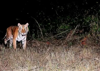 দুটা দশকৰ দীৰ্ঘ অপেক্ষাৰ অন্তত অৰুণাচল প্ৰদেশৰ অভয়াৰণ্যত দেখা গ’ল ঢেকীয়াপতীয়া!