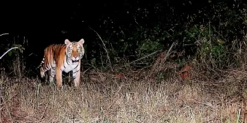 দুটা দশকৰ দীৰ্ঘ অপেক্ষাৰ অন্তত অৰুণাচল প্ৰদেশৰ অভয়াৰণ্যত দেখা গ’ল ঢেকীয়াপতীয়া!