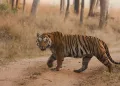 মধ্য ভাৰতত সংকুচিত হৈছে বনাঞ্চল: বাঘৰ মুক্ত বিচৰণত আহি পৰিছে ডাঙৰ সংকট