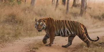 মধ্য ভাৰতত সংকুচিত হৈছে বনাঞ্চল: বাঘৰ মুক্ত বিচৰণত আহি পৰিছে ডাঙৰ সংকট