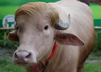 ঈদৰ কুৰবানীৰ পৰা ৰক্ষা পৰিল ভাইৰেল হোৱা ম’হ ‘ট্ৰাম্প’, সামাজিক মাধ্যমে দিলে নতুন জীৱন