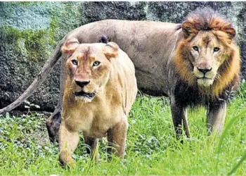 গীৰ ৰাষ্ট্ৰীয় উদ্যানত ৭টা সিংহৰ অস্বাভাৱিক মৃত্যু, কোৱাৰেণ্টাইনত ১৭টা সিংহ; বাঢ়িছে উদ্বেগ
