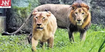 গীৰ ৰাষ্ট্ৰীয় উদ্যানত ৭টা সিংহৰ অস্বাভাৱিক মৃত্যু, কোৱাৰেণ্টাইনত ১৭টা সিংহ; বাঢ়িছে উদ্বেগ