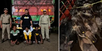 নৰ্থইষ্ট নাওৰ বাতৰিৰ পাছতেই সাৰ পালে প্ৰশাসন! লখিমপুৰত জব্দ সৰবৰাহ কৰা ৭২টা গৰু-ম’হ