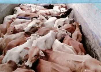 লখিমপুৰত গৰুৰ ছিণ্ডিকেটৰ ৰমৰমীয়া বেহা, নিশাৰ অন্ধকাৰত অব্যাহত আছে অবৈধ সৰবৰাহ