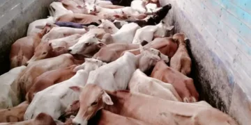 লখিমপুৰত গৰুৰ ছিণ্ডিকেটৰ ৰমৰমীয়া বেহা, নিশাৰ অন্ধকাৰত অব্যাহত আছে অবৈধ সৰবৰাহ