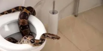 শৌচালয়ৰ পৰা ওলাই আহিল প্ৰকাণ্ড অজগৰ : কামোৰ মাৰি ধৰিলে যুৱকৰ অন্তকোষত