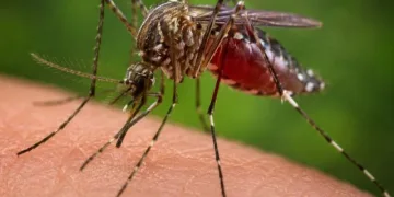 অসমত জাপানীজ এনকেফেলাইটিছত আক্ৰান্ত ৩৫ জন, ৭ জনৰ মৃত্যু; নিশ্চিত কৰিছে ৰাষ্ট্ৰীয় স্বাস্থ্য অভিযানে