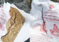 অংগনৱাড়ীৰ খাদ্যত ওলাল মৃত সাপ! গৰ্ভৱতী মহিলালৈ যোগান ধৰা পেকেটক লৈ তীব্ৰ চাঞ্চল্য