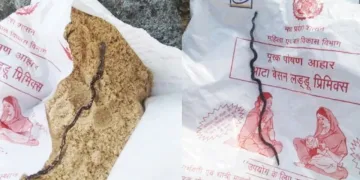 অংগনৱাড়ীৰ খাদ্যত ওলাল মৃত সাপ! গৰ্ভৱতী মহিলালৈ যোগান ধৰা পেকেটক লৈ তীব্ৰ চাঞ্চল্য