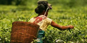 ক্ষুদ্ৰ চাহ খেতিয়কৰ বাবে বৃহৎ খবৰ! এতিয়াৰে পৰা কৃষক পৰিচয় পত্ৰৰে লাভ কৰিব চৰকাৰী আঁচনি আৰু ঋণৰ সুবিধা