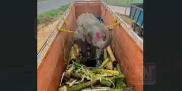 জাল নথিপত্ৰৰে ৰাজস্থানলৈ অসমৰ হাতীৰ অবৈধ সৰবৰাহ, চৰকাৰী শিথিলতাক লৈ সৰৱ প্ৰকৃতিপ্ৰেমী