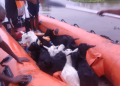 অসমত বানৰ ভয়াৱহ প্ৰভাৱ: ক্ষতিগ্ৰস্ত ৮৮ হাজাৰৰো অধিক পশুধন
