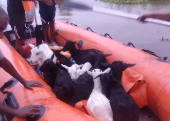 অসমত বানৰ ভয়াৱহ প্ৰভাৱ: ক্ষতিগ্ৰস্ত ৮৮ হাজাৰৰো অধিক পশুধন