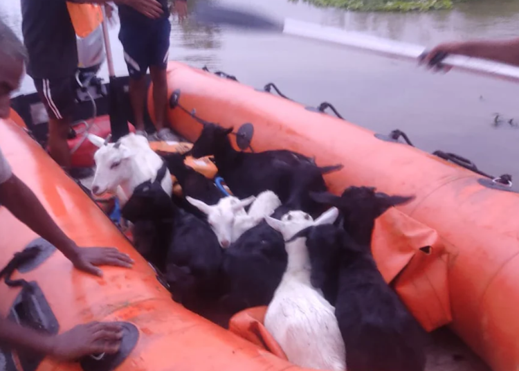 অসমত বানৰ ভয়াৱহ প্ৰভাৱ: ক্ষতিগ্ৰস্ত ৮৮ হাজাৰৰো অধিক পশুধন