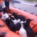 অসমত বানৰ ভয়াৱহ প্ৰভাৱ: ক্ষতিগ্ৰস্ত ৮৮ হাজাৰৰো অধিক পশুধন