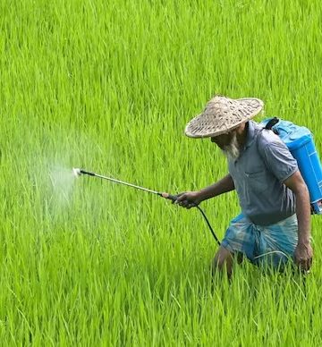 মাৰাত্মক কৃষি ৰাসায়নিক ‘পৰাকুৱাট’ দেশত সম্পূৰ্ণ নিষিদ্ধ, সুৰক্ষিত হ’ব কৃষক আৰু শস্য পথাৰ