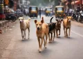 পথাৰৰ কাষত ৰৈ থকা শিশুৰ ওপৰত সাতটাকৈ কুকুৰৰ ভয়ংকৰ আক্ৰমণ, চিকিৎসাধীন অৱস্থাত মৃত্যু