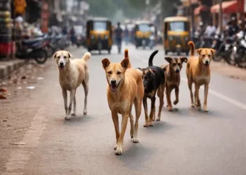 পথাৰৰ কাষত ৰৈ থকা শিশুৰ ওপৰত সাতটাকৈ কুকুৰৰ ভয়ংকৰ আক্ৰমণ, চিকিৎসাধীন অৱস্থাত মৃত্যু