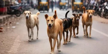 পথাৰৰ কাষত ৰৈ থকা শিশুৰ ওপৰত সাতটাকৈ কুকুৰৰ ভয়ংকৰ আক্ৰমণ, চিকিৎসাধীন অৱস্থাত মৃত্যু