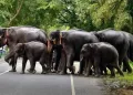 উদ্যোগপতিৰ স্বাৰ্থত ধ্বংস হ’ব নেকি ডেপোটা হাতী বিচৰণ পথ! চৰকাৰী প্ৰচেষ্টাৰ বিৰুদ্ধে সৰৱ ‘হাতী বন্ধু’কে ধৰি প্ৰকৃতিপ্ৰেমী সংগঠন