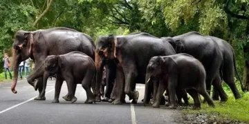 উদ্যোগপতিৰ স্বাৰ্থত ধ্বংস হ’ব নেকি ডেপোটা হাতী বিচৰণ পথ! চৰকাৰী প্ৰচেষ্টাৰ বিৰুদ্ধে সৰৱ ‘হাতী বন্ধু’কে ধৰি প্ৰকৃতিপ্ৰেমী সংগঠন