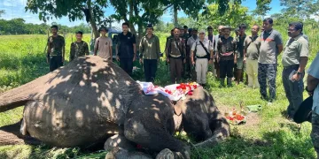 কাজিৰঙাত শোকৰ ছাঁ! ৩৪ বছৰ সেৱা আগবঢ়োৱা বনবিভাগৰ নিৰ্ভৰযোগ্য হাতী জয়মালা আৰু নাই
