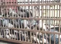 প্ৰচণ্ড ধুমুহাৰ তাণ্ডৱ : যোৰহাটত স্তব্ধ হ’ল ৬২টাকৈ শামুকভঙা চৰাইৰ কলৰৱ